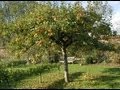 Planter un pommier de plein vent