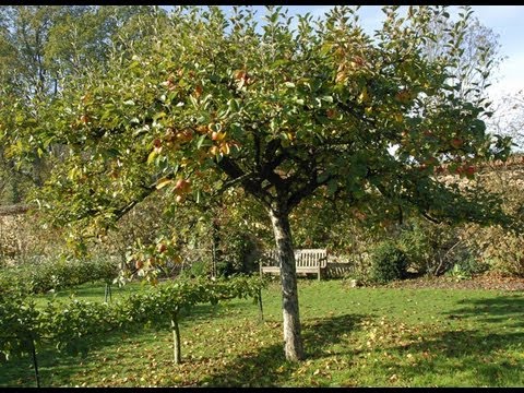 planter un pommier quand