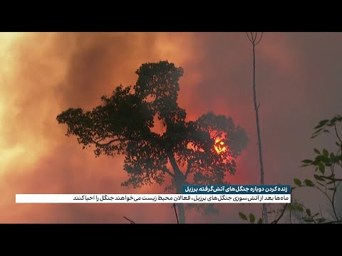 تصویری: چگونه جنگل ها را از آتش نجات دهیم