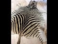 Zebra Burchell