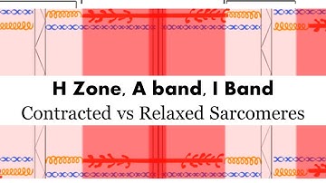 Contracted vs Relaxed Sarcomere (H zone, A Band, I Band)