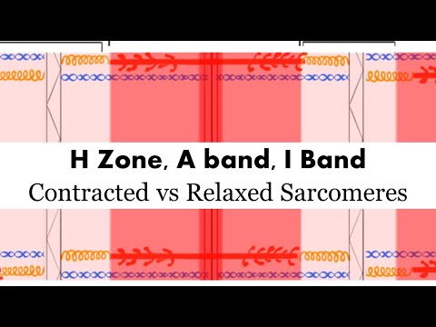 Video: Wat is het doel van een banddiagram?