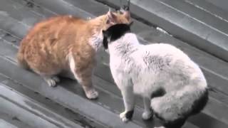 Кошачьи войны Прикол Кошачьи войны Прикол