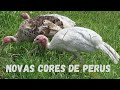 Nossa criação de PERUS | Coração Campeiro