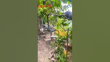 Khắc tinh loài rắn#vairalvideo #shortvideo #snake #trendingshorts #trendingshorts