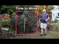 How to Transplant a Butterfly Bush