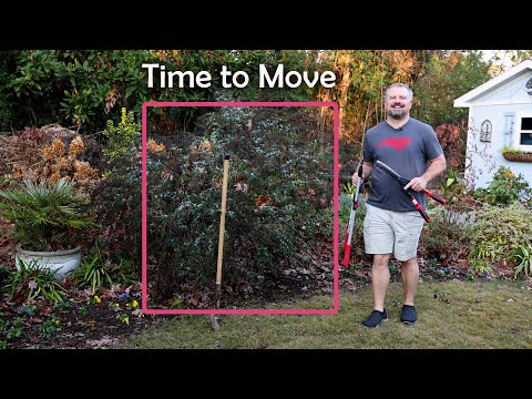 वीडियो: तितली झाड़ियों का प्रत्यारोपण कब और कैसे करें, इसकी जानकारी