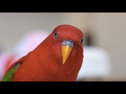 Red birb 4K 60fps wuewuewuewuewue