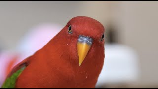 Red birb 4K 60fps wuewuewuewuewue