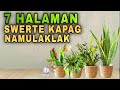 7 plants that give lucky effect in money when flowers bloom  mga halaman swerte kapag namulaklak