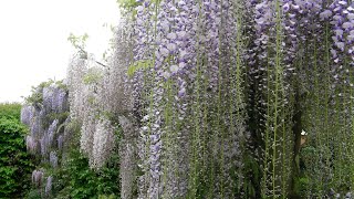 How we prune a Wisteria into a free standing tree