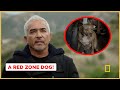 Calming A Red Zone Dog (Better Human Better Dog)