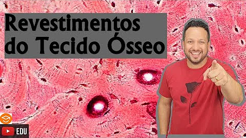 O que é sistema de Havers Qual sua função?