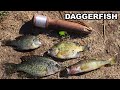 Catching dinner with an ancient fishing method  catch and cook for bluegill perch  crappie