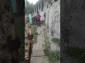 King Cobra in Action 🐍Dangerous Snake Encounter in the sMassive Python Discovery 🐍🔥Real #snakelogo