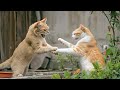 🚨 You Won’t Believe These Cat Moments…12 Minutes of Pure Chaos! 😳🐱🔥@Onlymeowvibe 