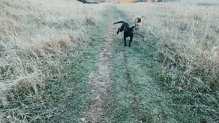 Say 'Hi' to my little friend! #boerboel #mastiff #guarddog #bigdog #dogbreed by Pawfextion 46 views 1 month ago 37 seconds