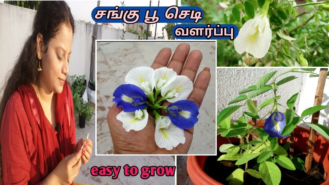 How to grow Butterfly Pea Plant from seeds சங்கு பூClitoria Ternatea