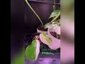 Propagated monstera Borsigiana Albo from 1 leaf cutting and/or from a node or wet stick #rareplants