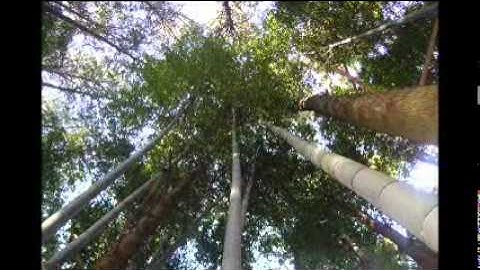 Grown Ocean Fleet Foxes Video.wmv