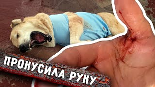 видео: Алабайка Роза меня укусила при обработках. Стал сильно кровоточить шов. Вилли и Линду на вакцинацию. картинка: Алабайка Роза меня укусила при обработках. Стал сильно кровоточить шов. Вилли и Линду на вакцинацию.
