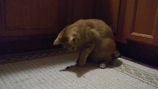 The Cat and The Bug -Teddy by TheCatLife 4 views 3 years ago 3 minutes, 9 seconds