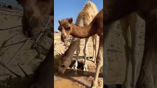 animals desert صحراء camel cuteanimals