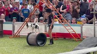 Pompeyo&#39;s Dog Show at 2024 Florida Strawberry Festival