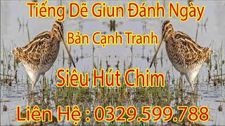 Tiếng Dẽ Giun Ngày ( Bản Đánh Cạnh Tranh )