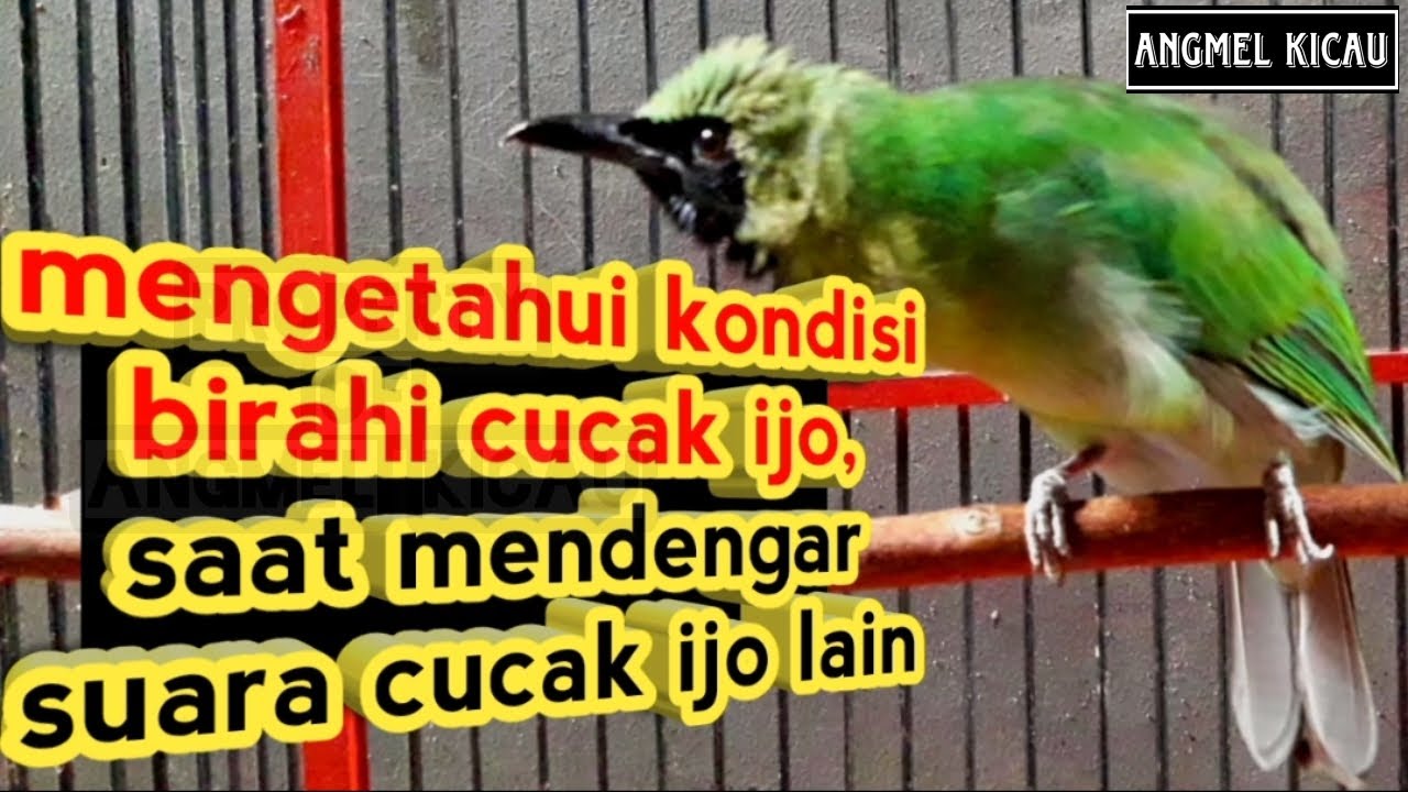 Mengetahui kondisi birahi cucak ijo, pada saat mendengar suara cucak ijo lain.