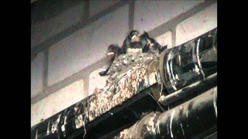 boerenzwaluwen met nest.wmv