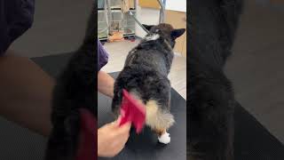 How To Pick Up A CORGI ❤ #pets #grooming #corgi #dogs #cute #puppy #howto #tutorial #dogbreed