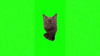 Chill vibes cat meme green screen