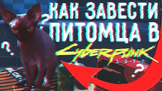 Как Завести Кота в Киберпанк 2077 ???