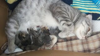 TheReal MomCat в деле! Шотландские котята онлайн | kittens online TheReal MomCat в деле! Шотландские котята онлайн | kittens online