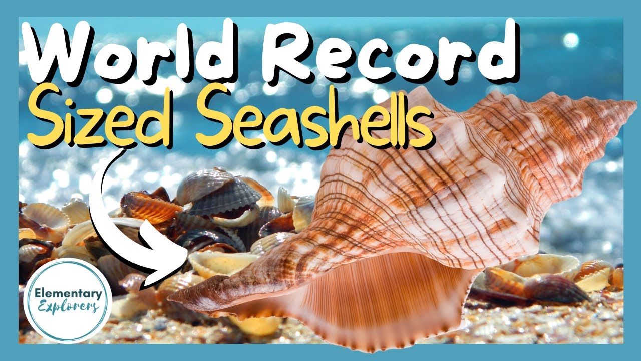 World Record Sized Seashells! - Exploring the Bailey-Matthews National Shell Museum - Sanibel, FL