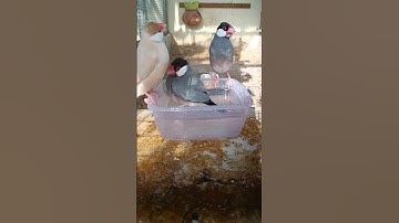 java# java breeding in telugu# YouTube short# trending# viral# birds short video# java Sparrow