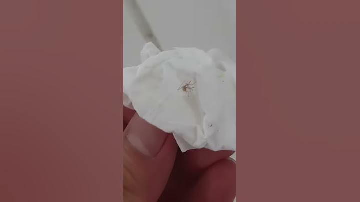자취방 집유령거미 퇴치하는 방법(쉬움주의)