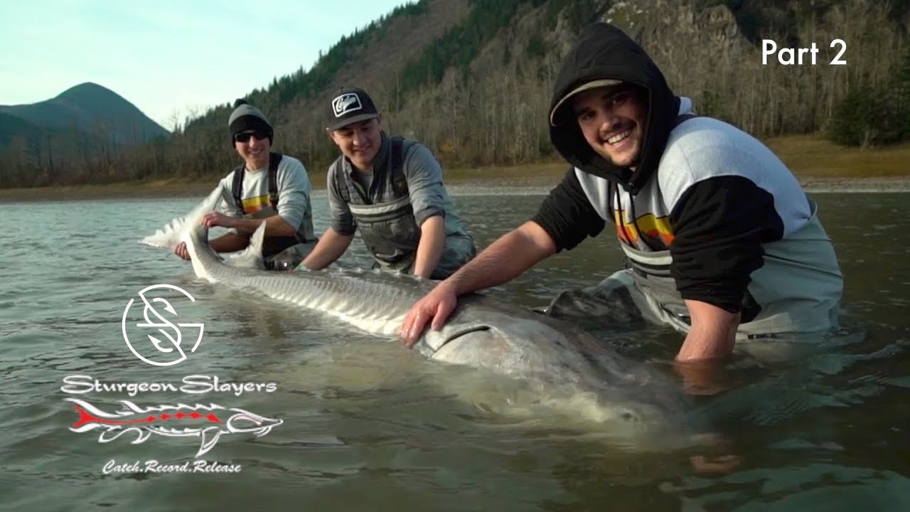 Giant White Sturgeon Record