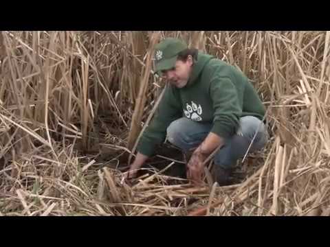 Video: En Usædvanlig Gave Fra Naturen Er Cattail. Voksende