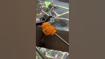 New skin for this Green Tree Python #wamena #aru #biak #explorepage #snakes #pets