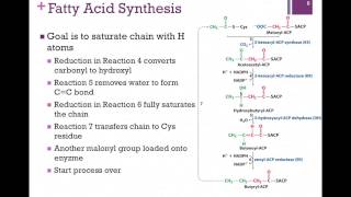 127-Fatty Acid Synthesis