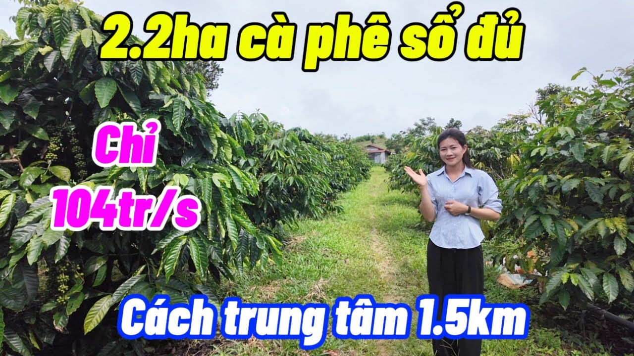 RẺ khủng khiếp . 2.2ha sổ đủ cà phê kinh doanh . Cách bê tông 300m . Giá rẻ nhất thị trường 