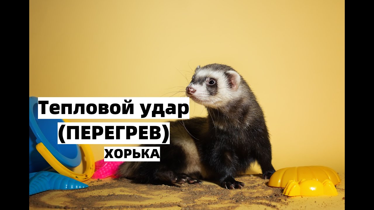 почему хорек облизывает