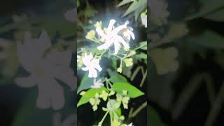 The beauty of night jasmine! #jasmine  #flower #nightvibes #nature #plants #shortvideo #trending