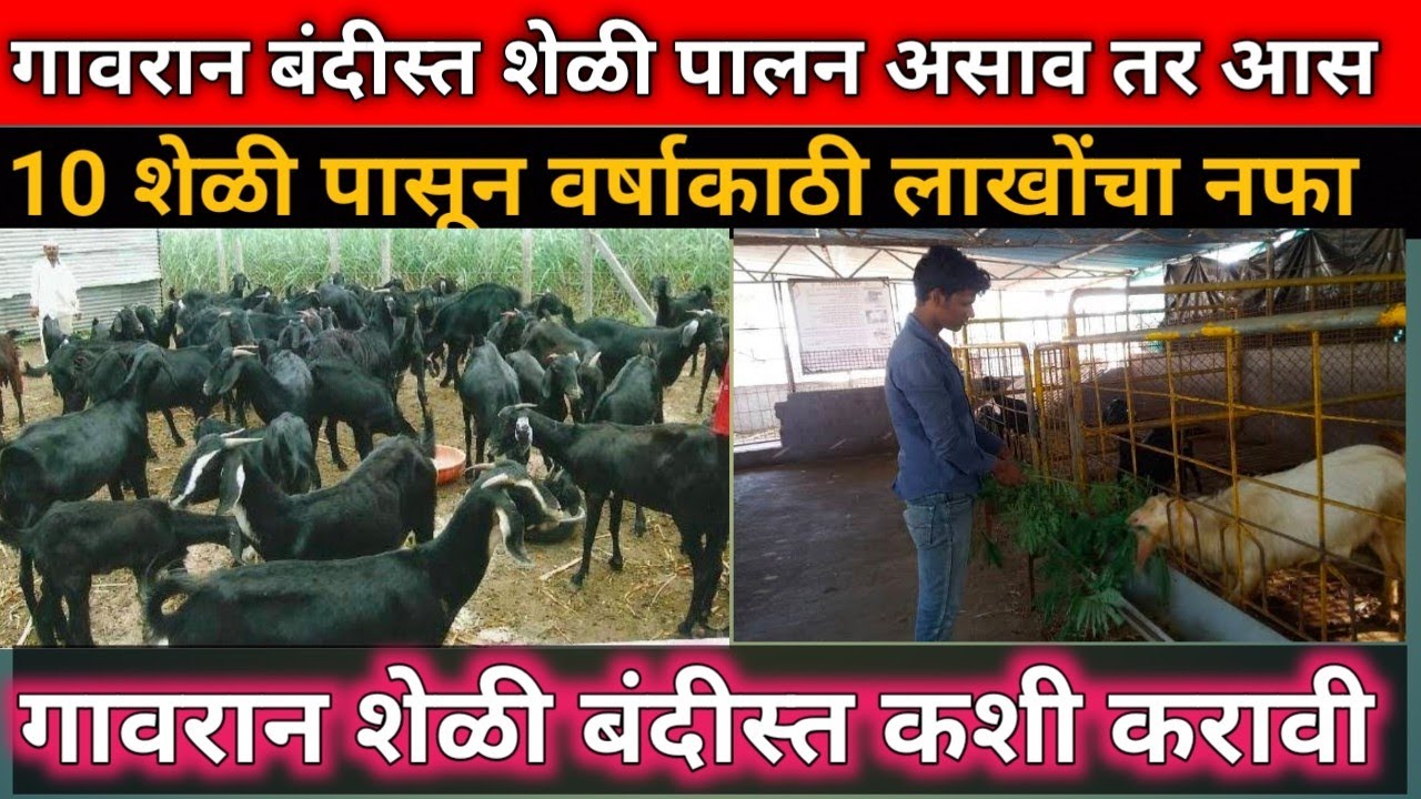 गावरान शेळी पालन असाव तर आस | गावरान शेळी बंदिस्त कशी कराई   |shelipaln | bakri farm| aagle