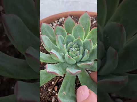 They look so healthy 🌱🌸~ Succulent Plants Care ~ Succulent Plants ~ #