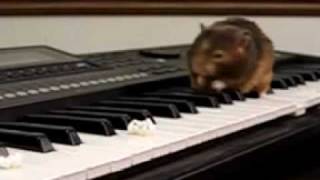 Hamsters Can't Play The Piano - MusicK8.com