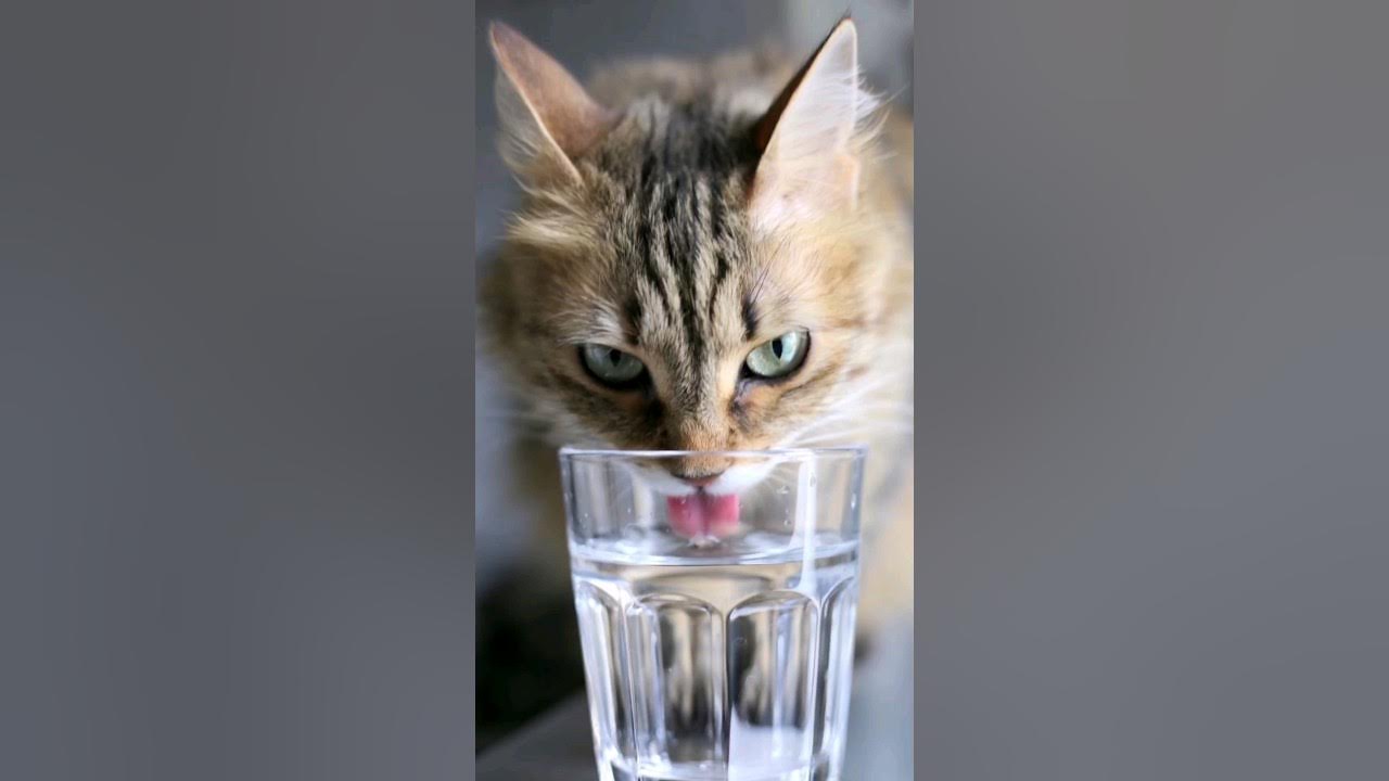 Why do cats drink from the glass?Cats fun facts. YouTube