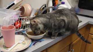 Tommy the Cat steals Grape-Nuts cereal by Shin Seiki Evan 138 views 1 year ago 1 minute, 43 seconds